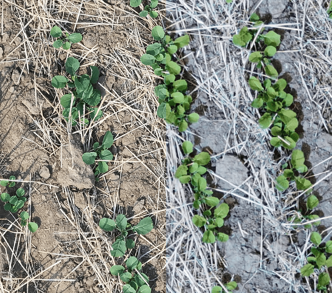 Aligned Tele and Med-tele image pair from PlantCounts.