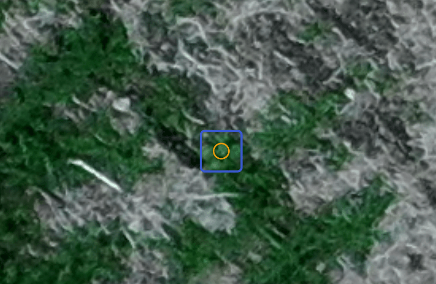 Low-resolution weed patch image where canola was still detected.