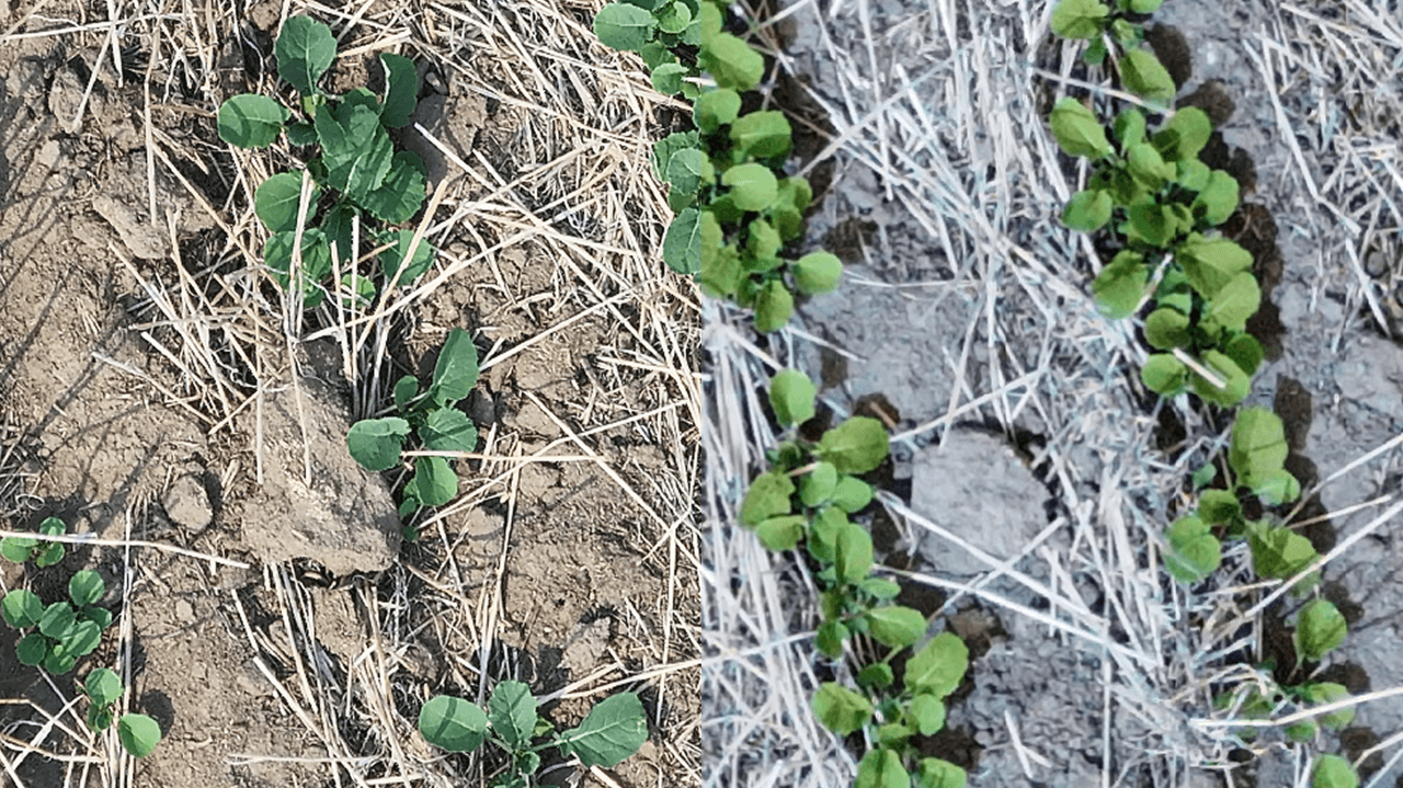 Camera alignment visual from the PlantCounts Multi-Res Canola case study.
