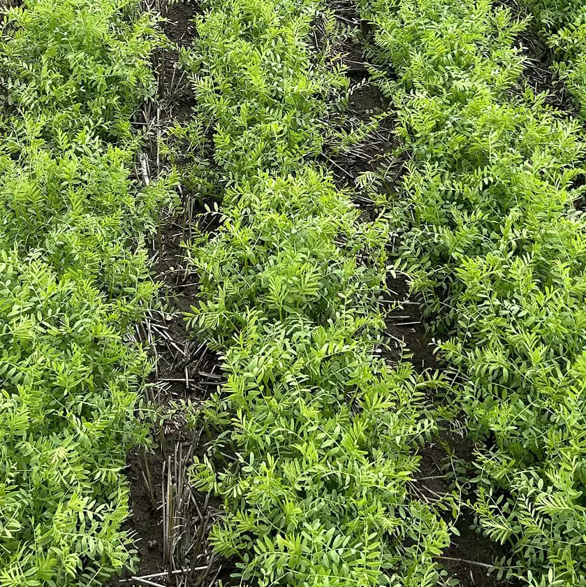 Lentil crop sample